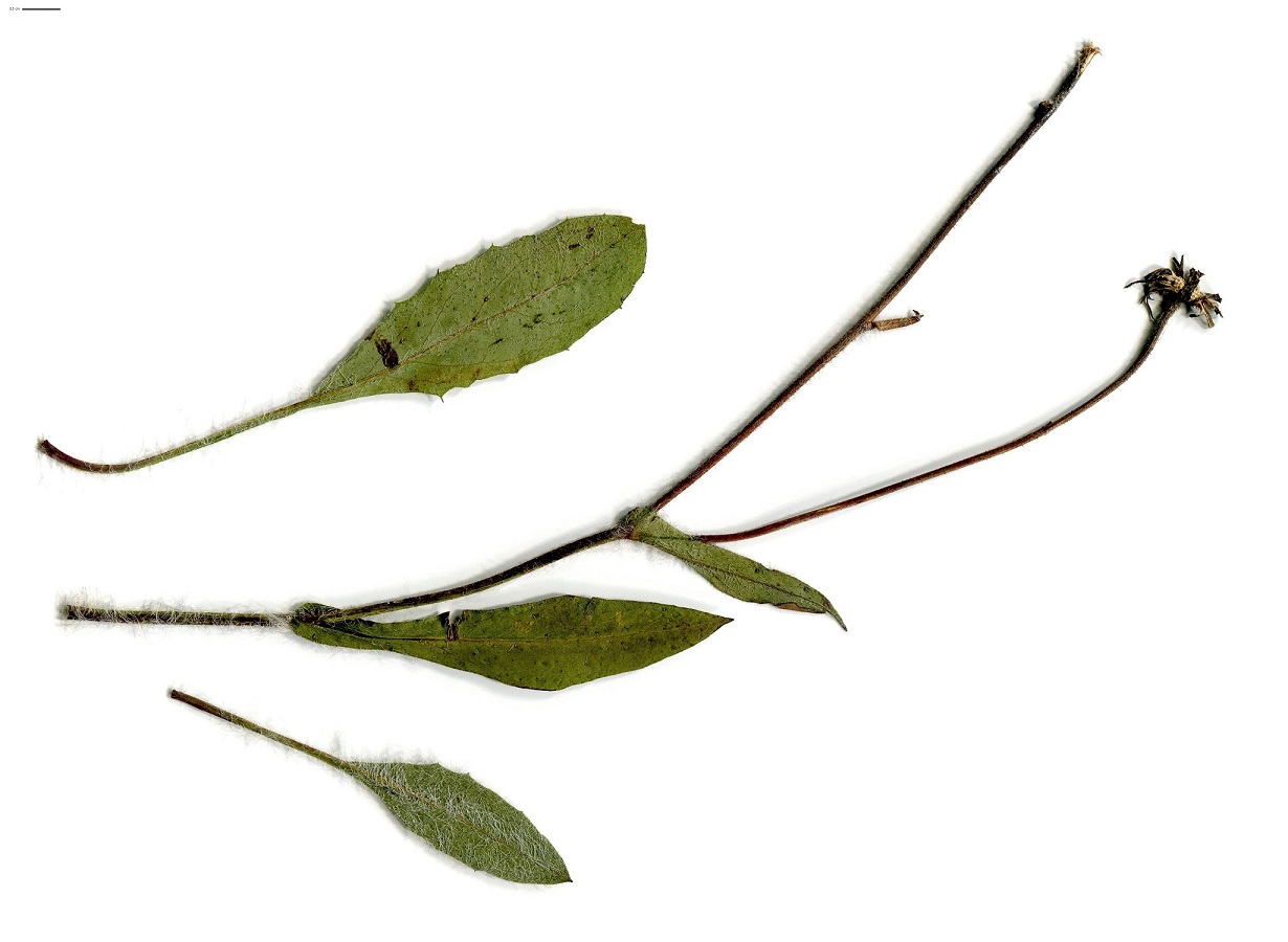 Hieracium cerinthoides (Asteraceae)